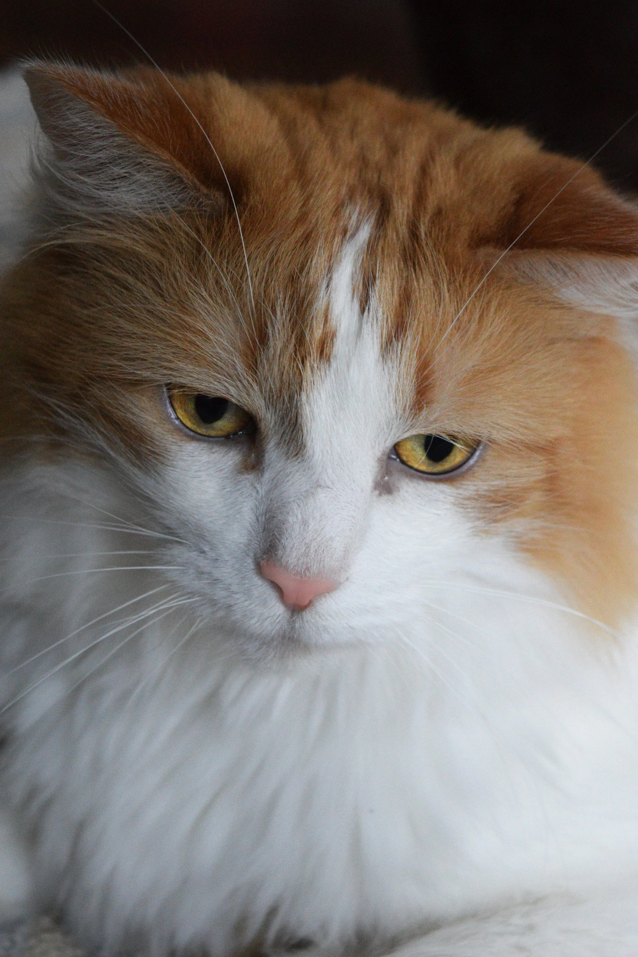 DSC_0026 Lou.jpg