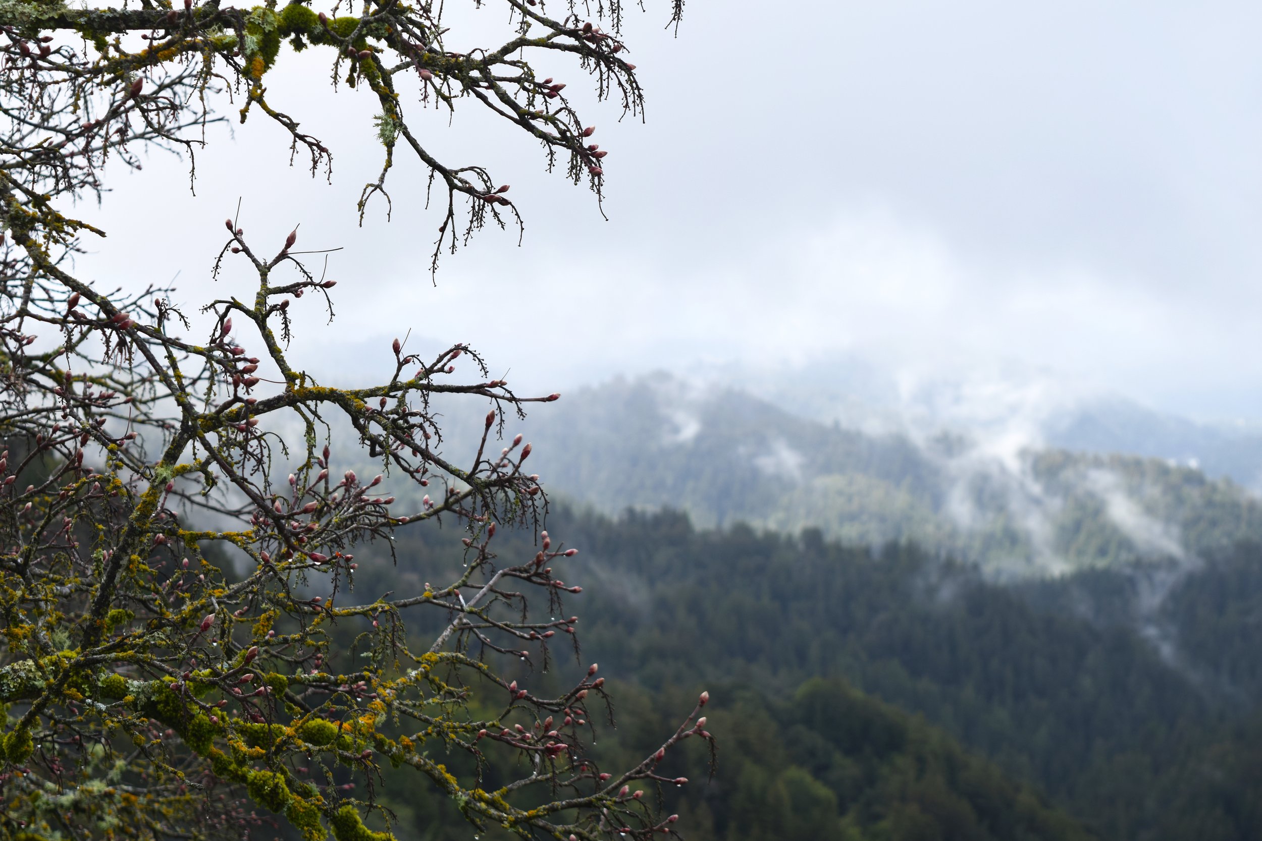 Santa Cruz Mtn w blooms.jpg