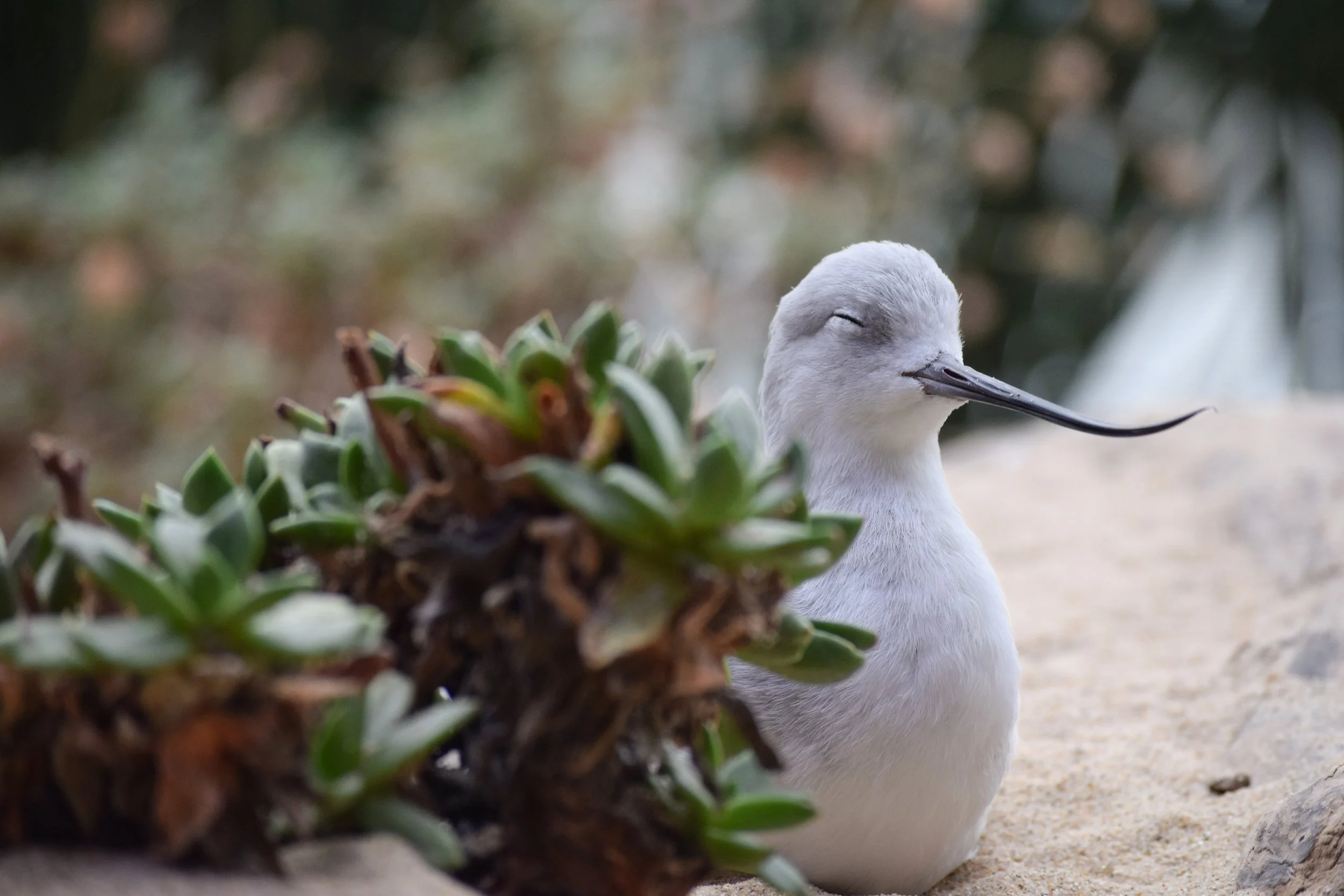 White bird mont Aqua.jpg