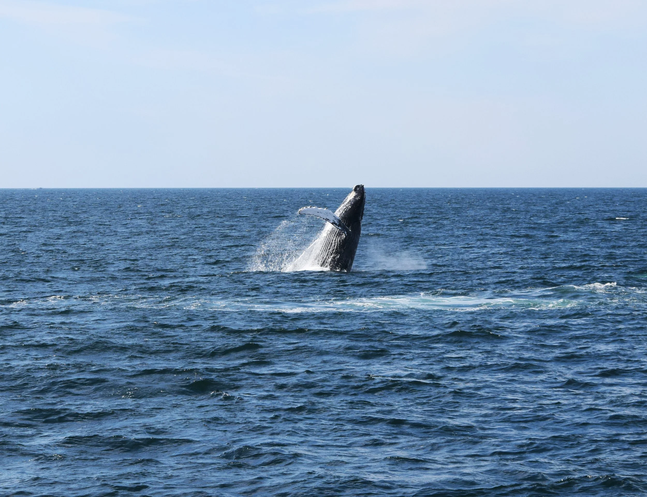 DSC_0429 whale.jpg