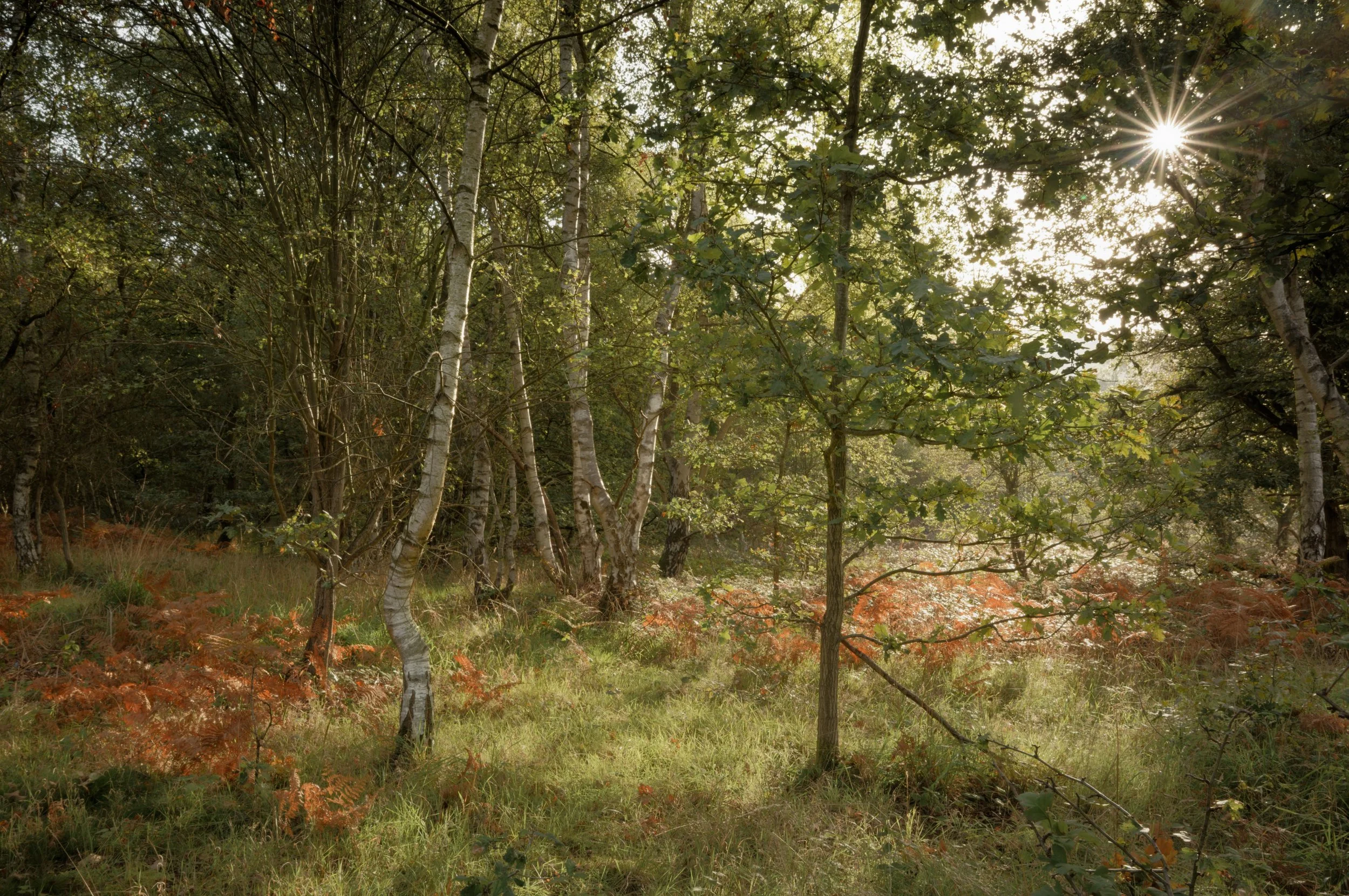 Autumn's Golden Embrace