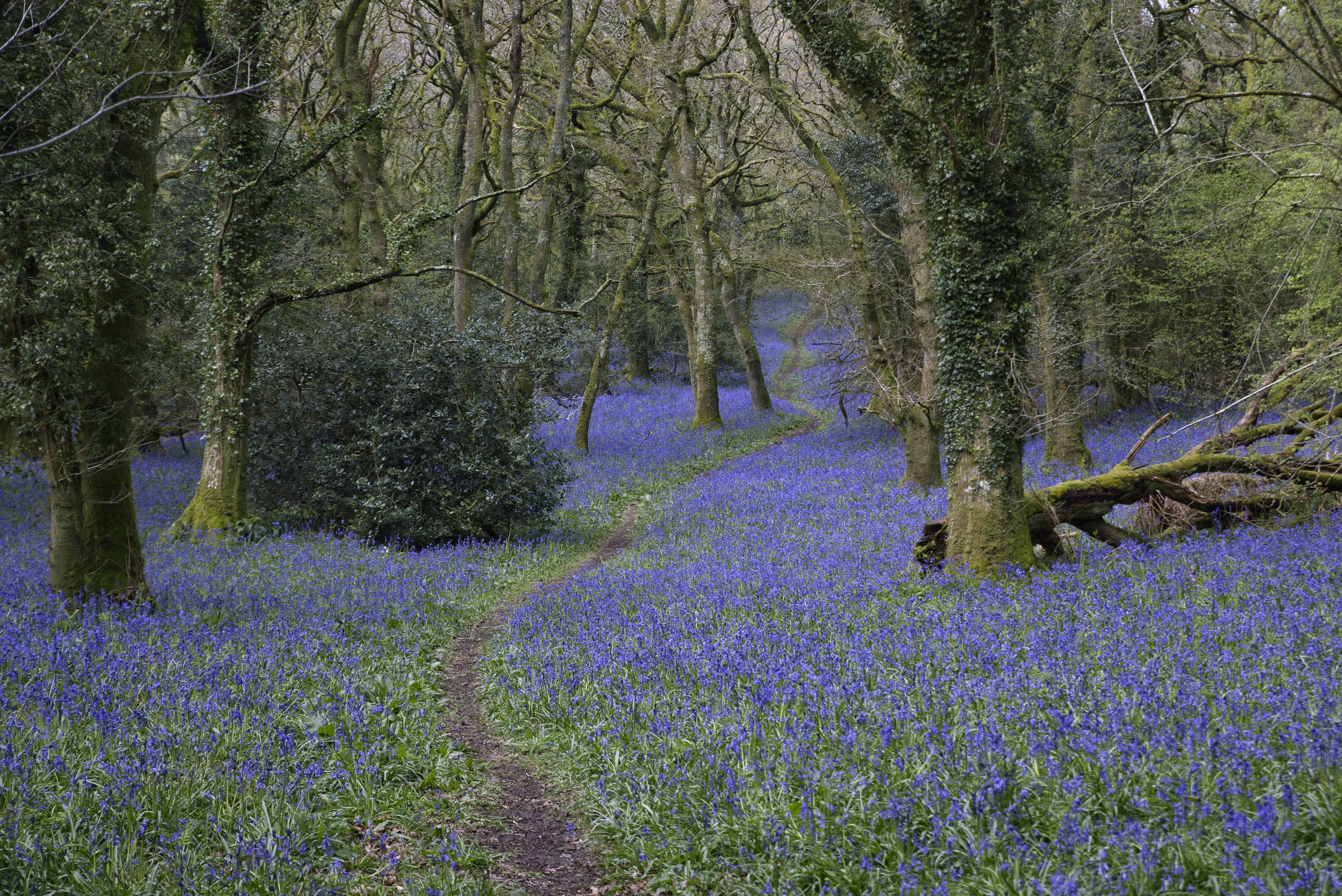 Bluebell Woods of Dorset I