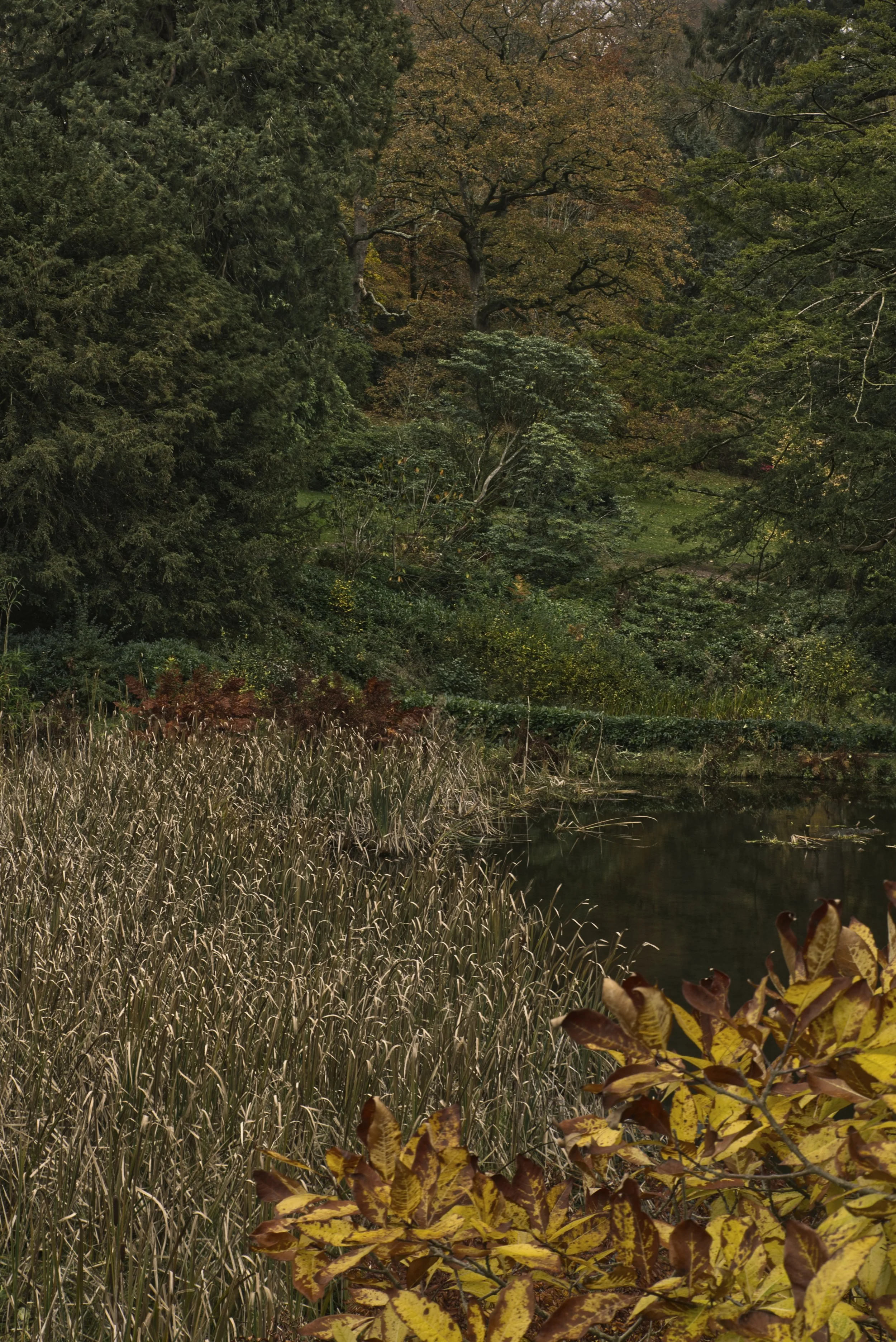 Woodland Stillness at Stourhead, Wiltshire