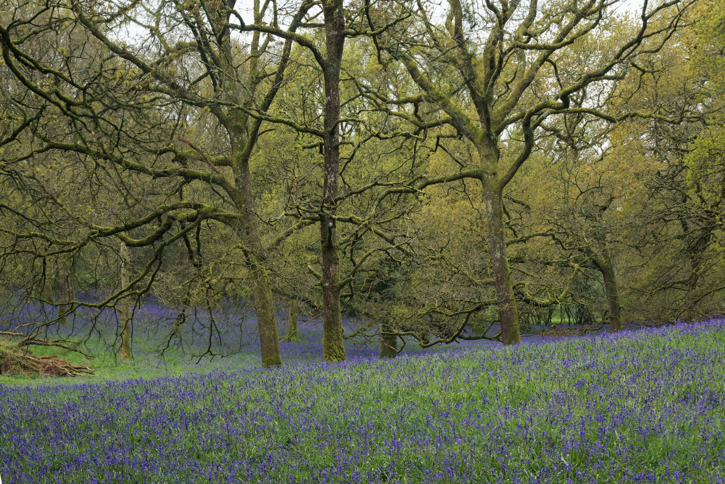 Bluebell Woods of Dorset II