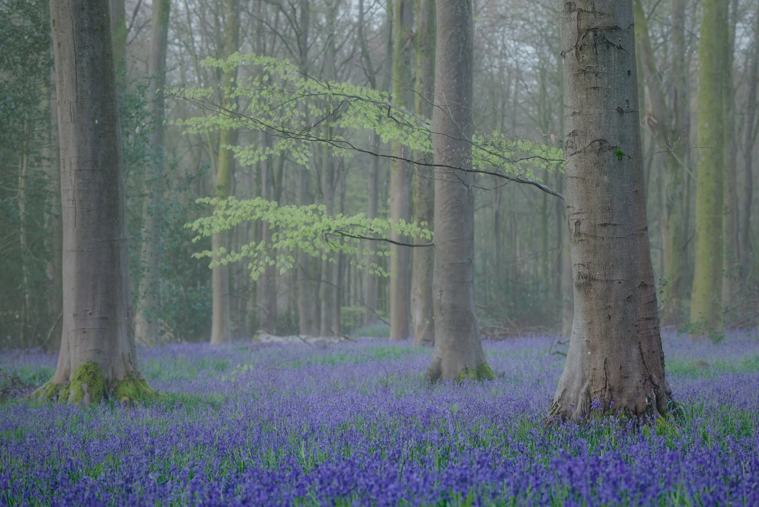 Bluebells of Wiltshire