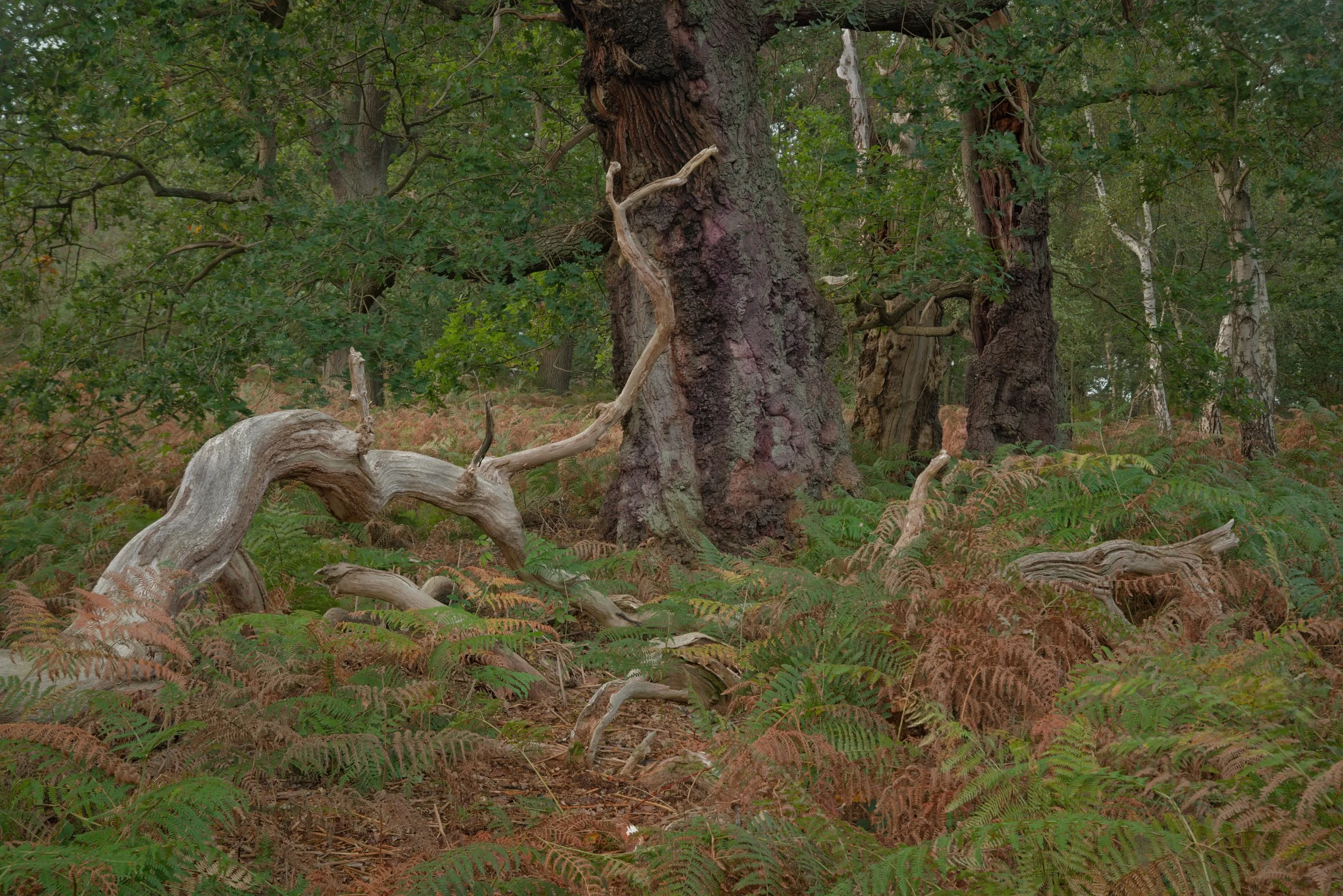 Nature's Sculptures in Sherwood Forest
