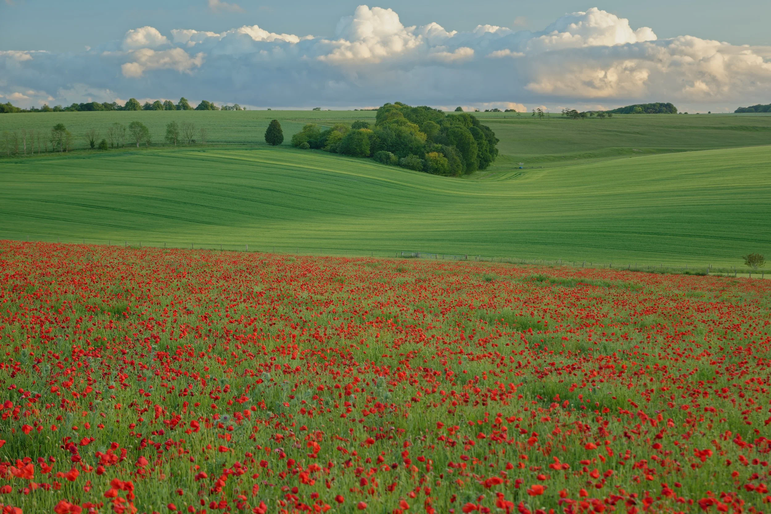 Poppies of Shrewton