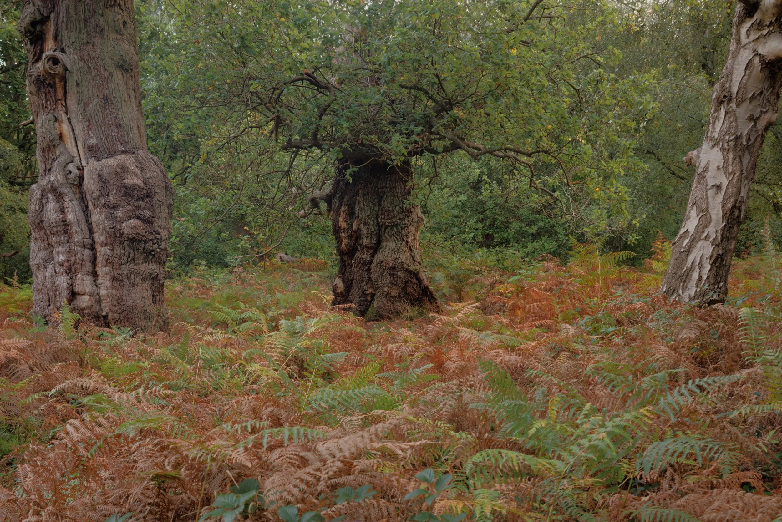 The Keepers of Sherwood Forest