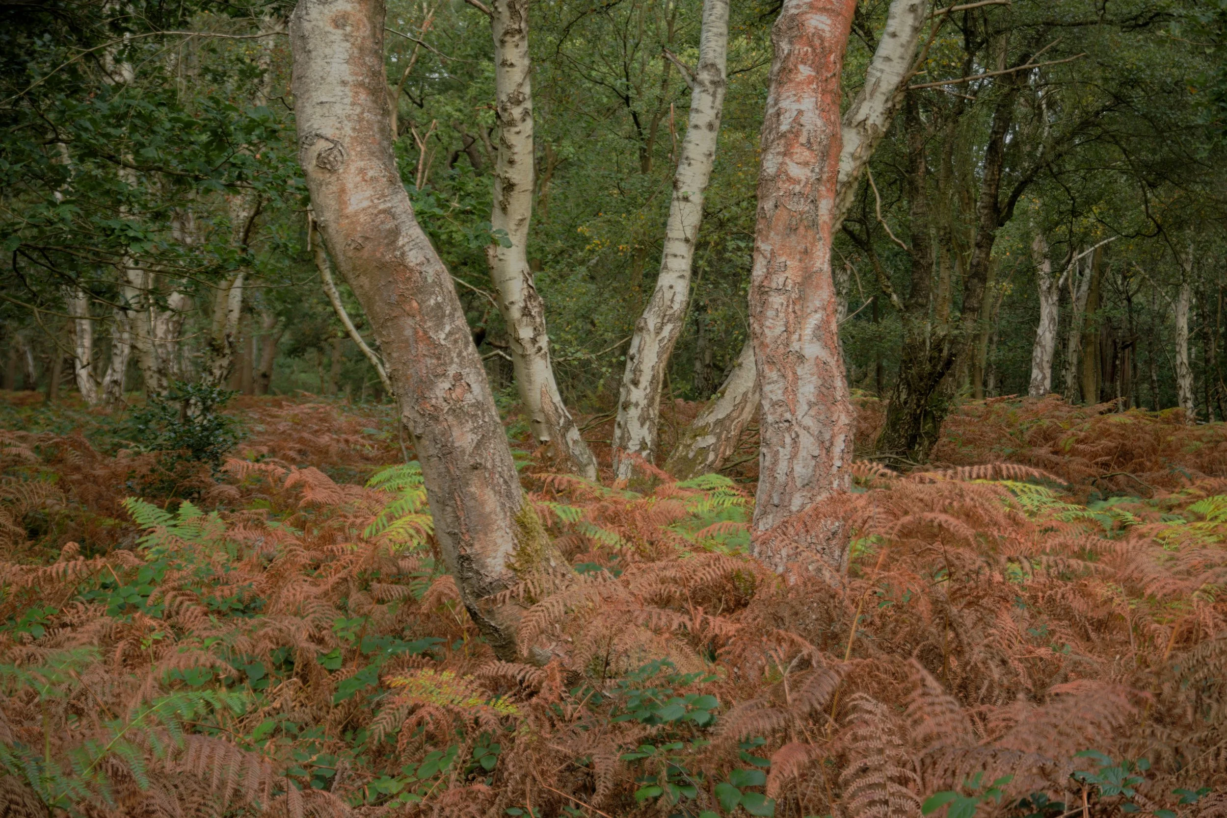 Among the Silver Birches at Sherwood Forest