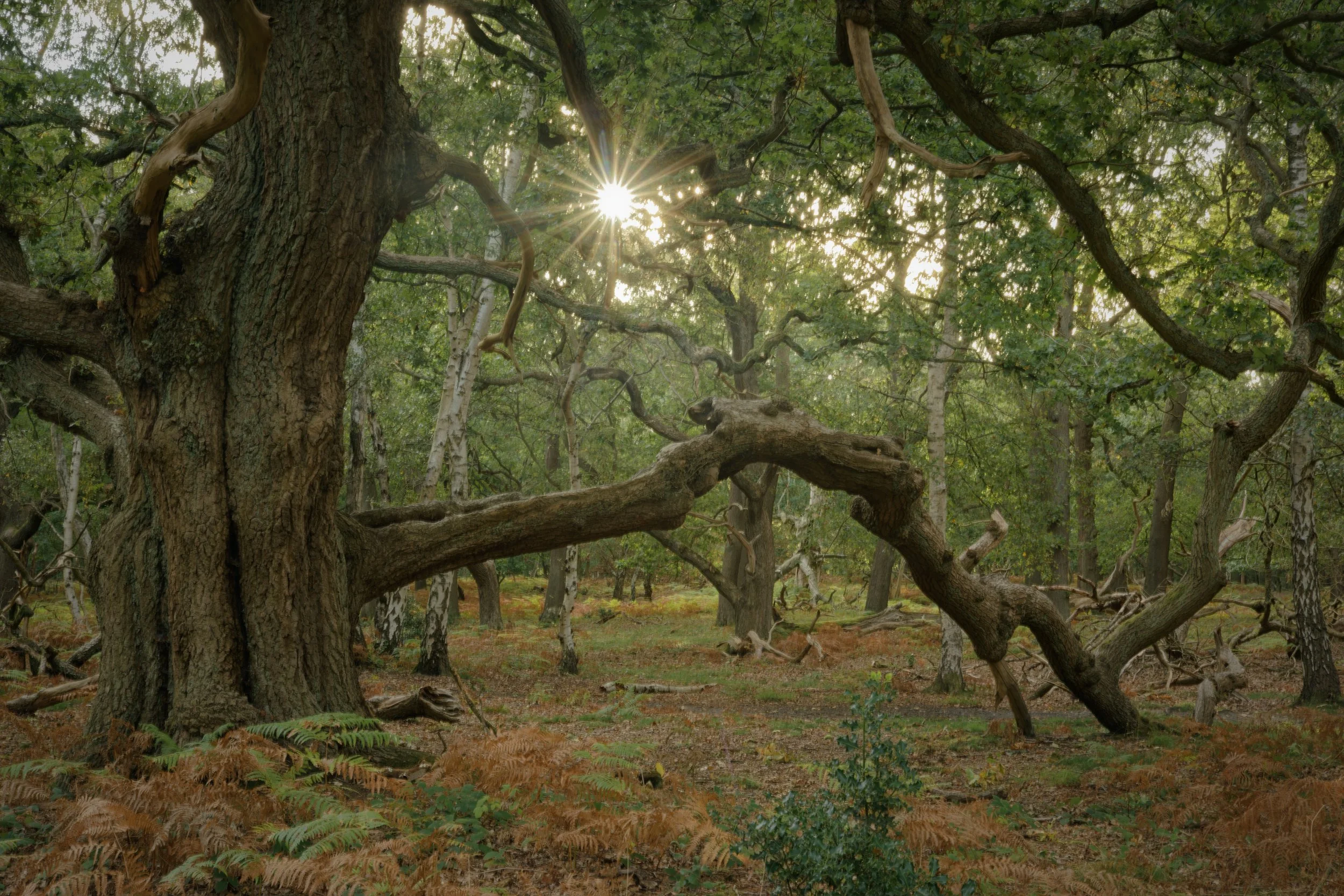 The Ancient Guardian in Sherwood Forest
