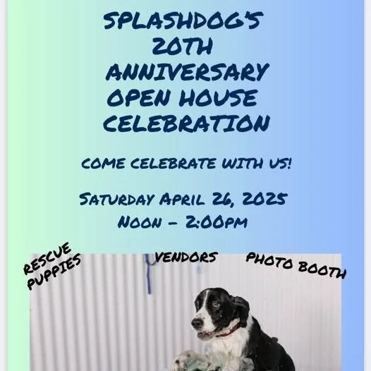 SplashDog 20th Anniversary Party