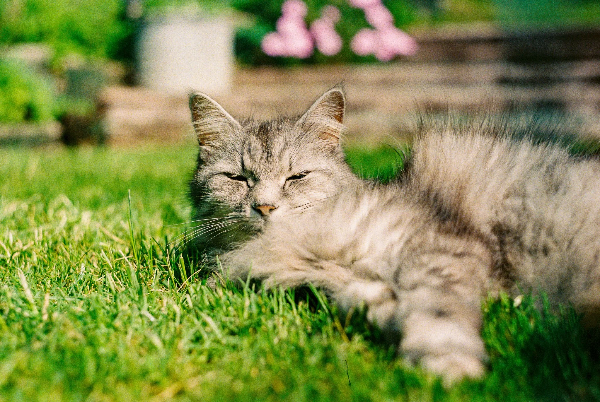 Our lovely Poppy.jpg