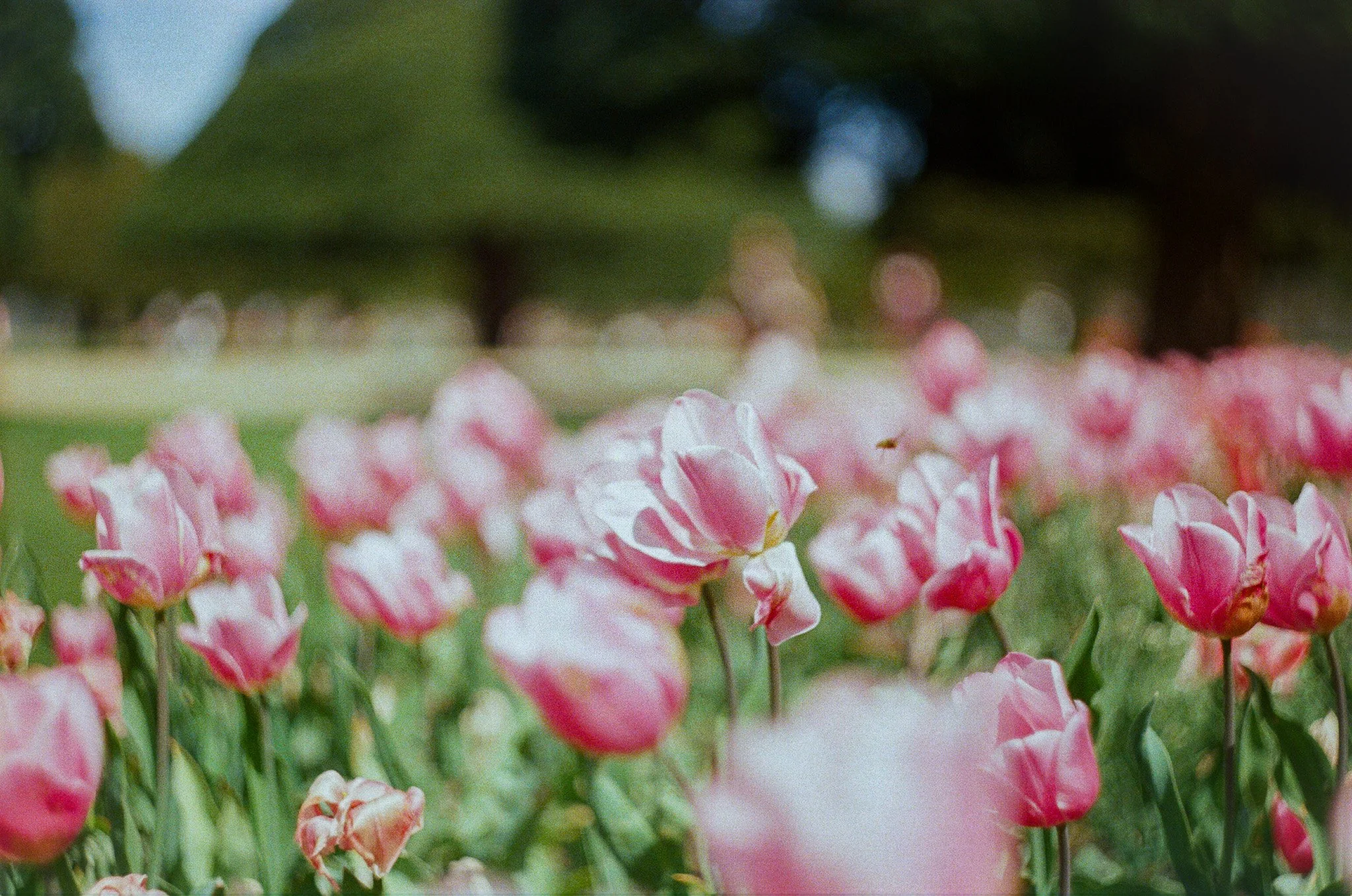 Close-up of pink and white flowers in a garden, with a blurred background of green leaves and dark trees.