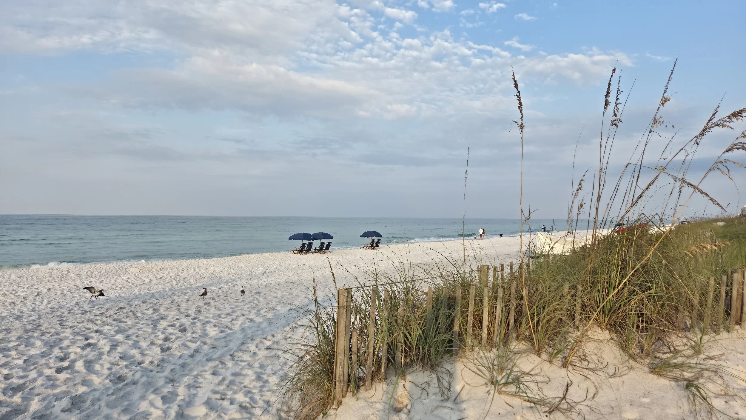 White sand beach with beach chairs and umbrellas, calm ocean, sea oats, and seabirds under a partly cloudy blue sky