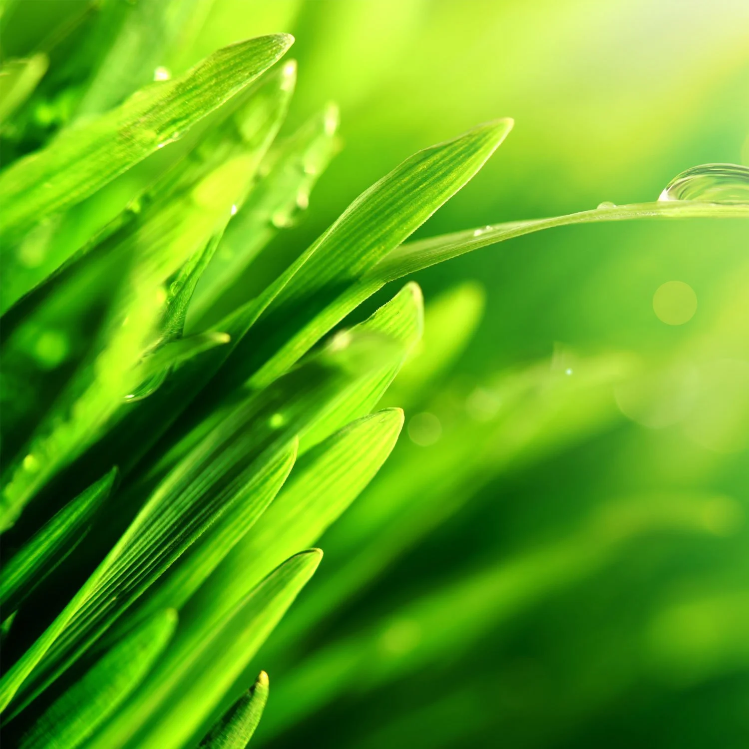 Bio-Driven Liquid Bacteria Concentrate - Waste Treatment