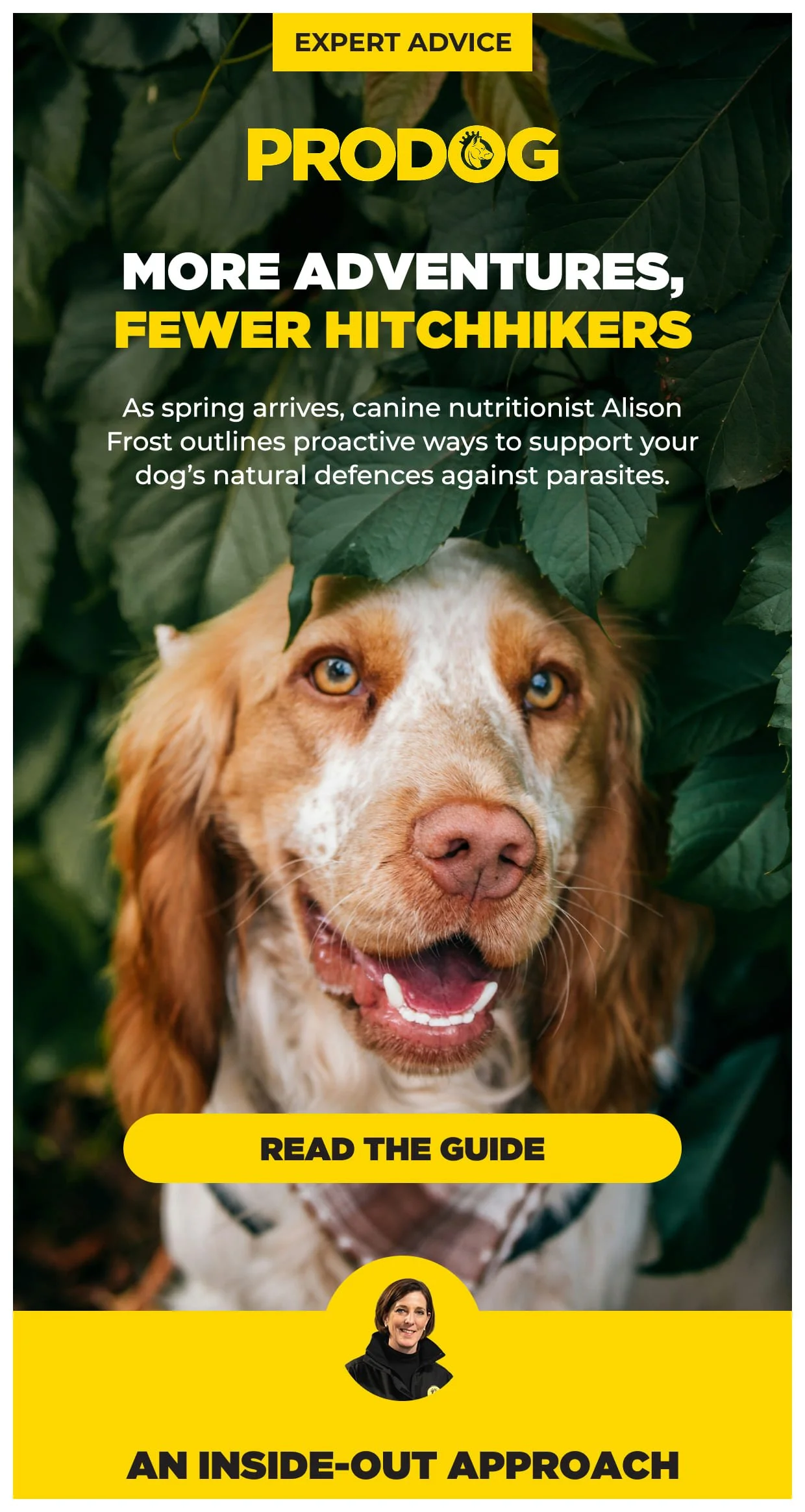 Selected ProDog Email