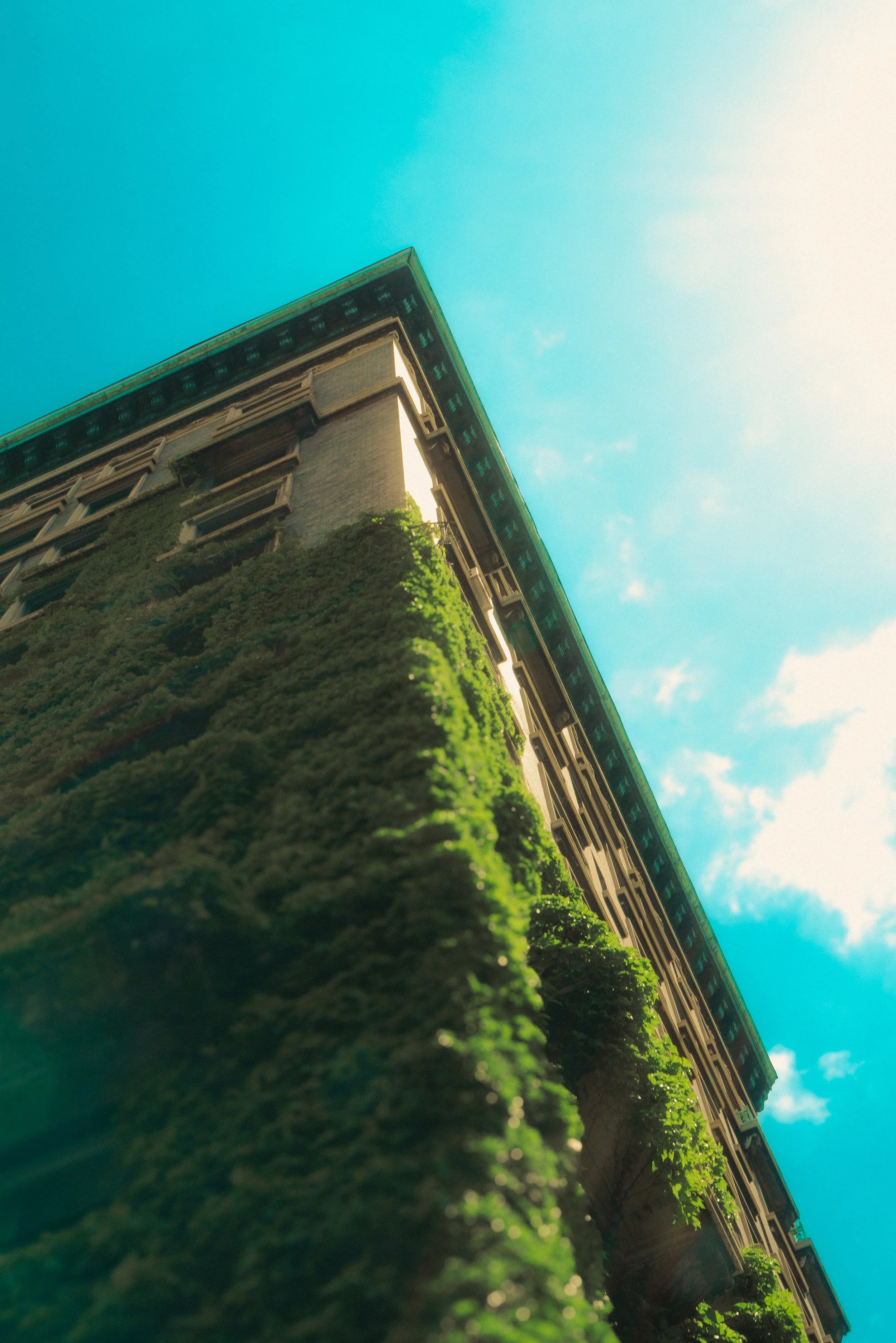 Vines