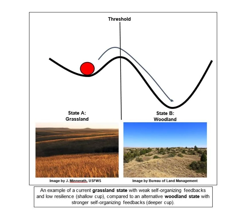 Diagram of grassland and woodland states showing self-organizing feedbacks. The graph has a threshold with a red ball on a grassland curve. Bottom left is a photo of grassland, labeled 'State A: Grassland.' Bottom right is a photo of woodland, labeled 'State B: Woodland.'