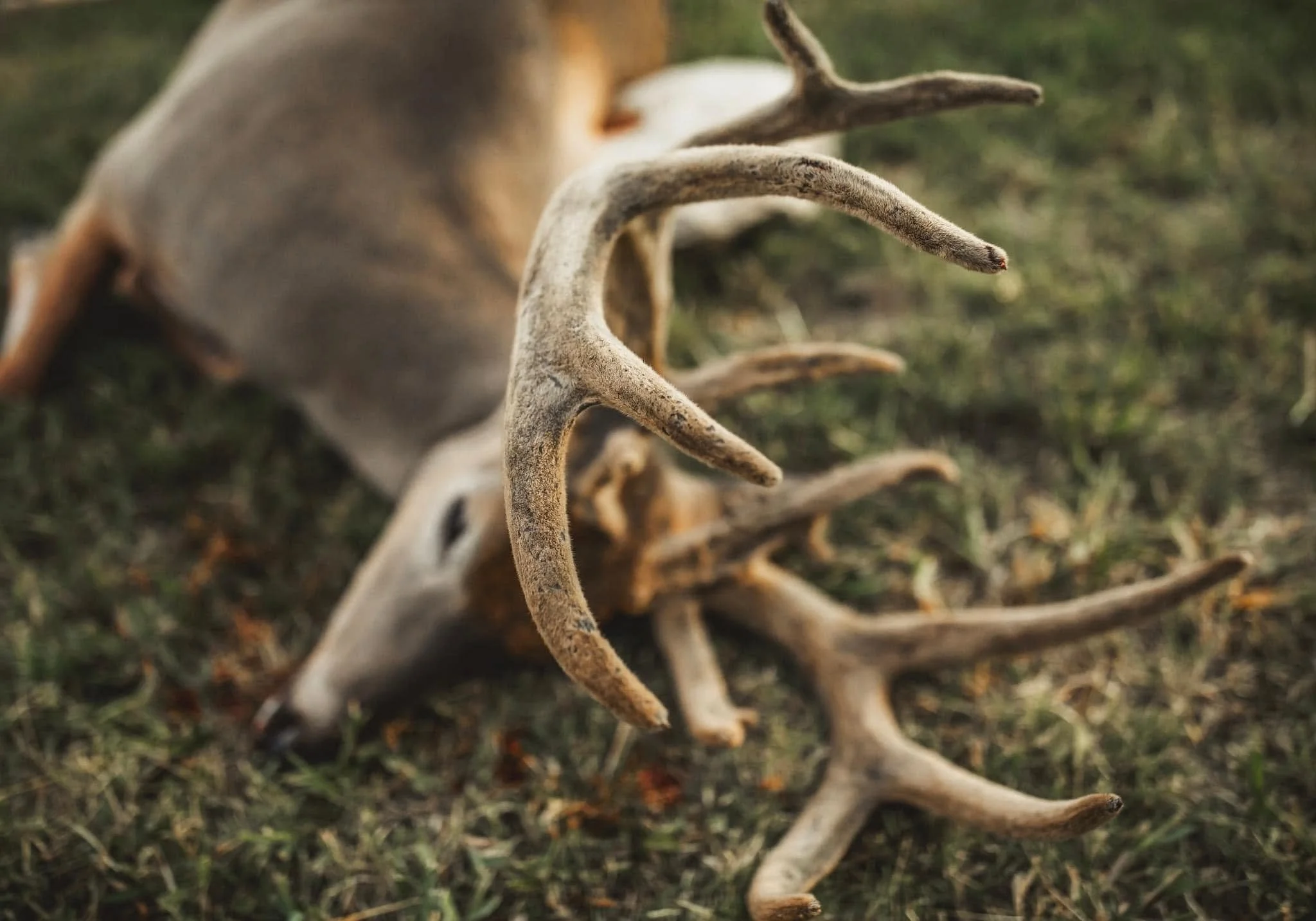 A pile of disorganized antlers lying on the grass.