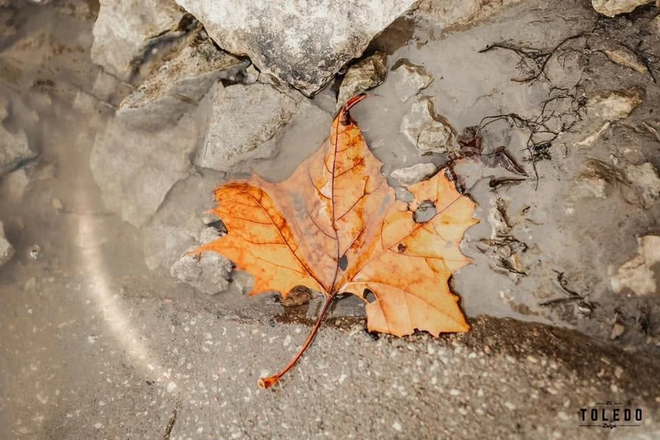 Orange fallen leaf on dirt and rocky ground with small roots and pebbles.