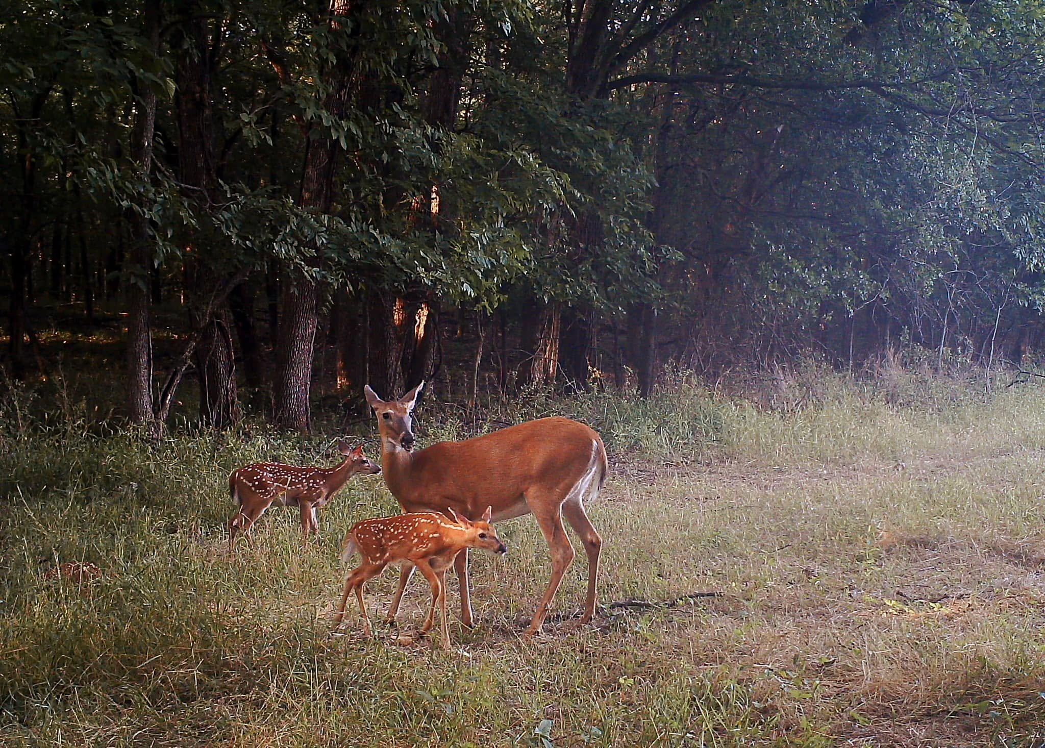 Deer grazing in a forest clearing, with tall trees and dense foliage in the background.