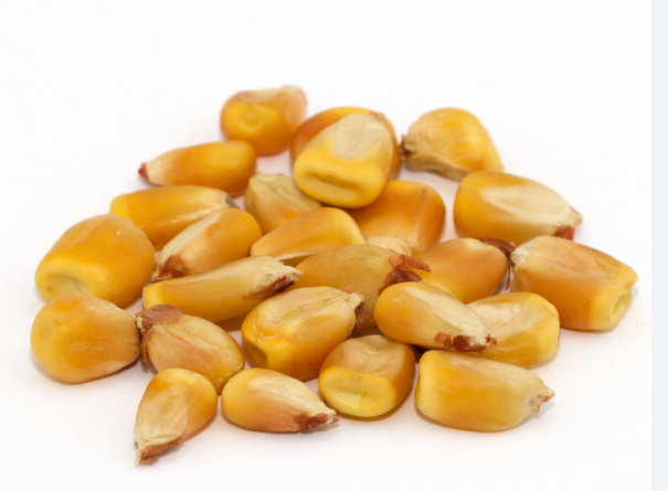 A pile of yellow corn kernels on a white surface