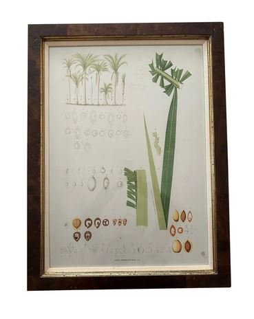 Botanical print