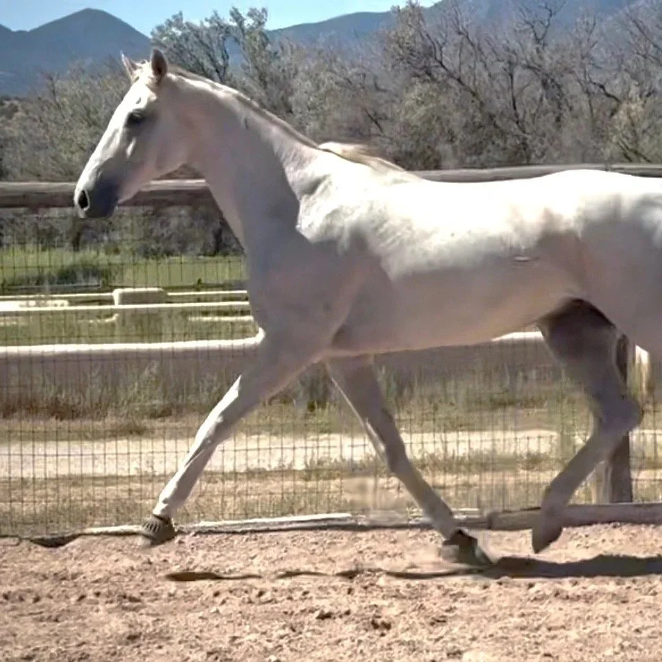 A white horse galloping in a fenced outdoor area with trees and mountains in the background.