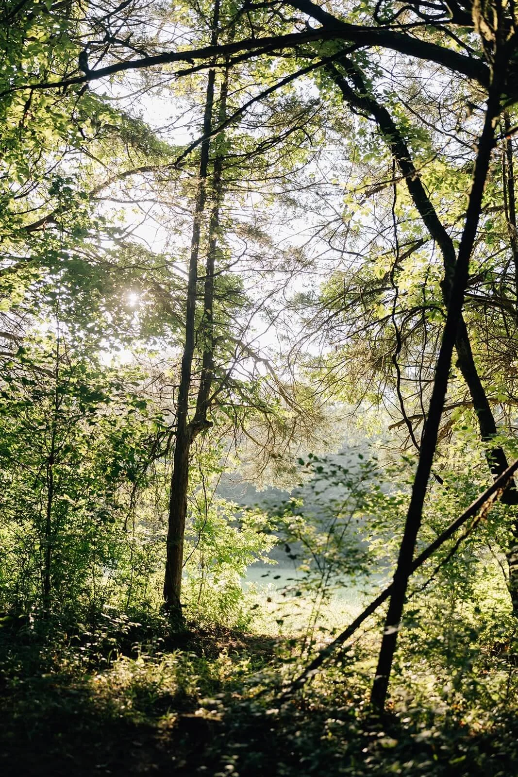 Sunlight filters through a dense forest with green leaves and tall trees, illuminating the underbrush and creating a serene natural environment.