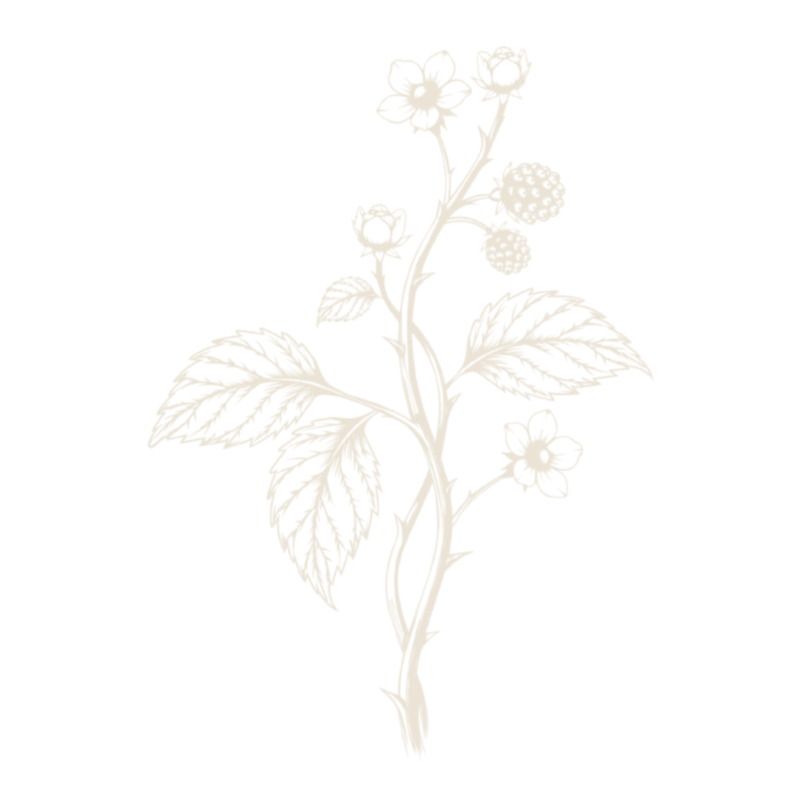 A white silhouette of a flowering plant with large serrated leaves and small round and five-petaled flowers against a black background.