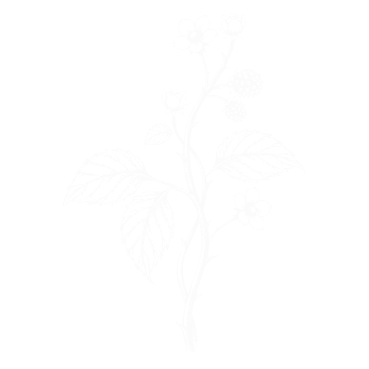 Black and white image of a plant with large leaves and multiple flower clusters.