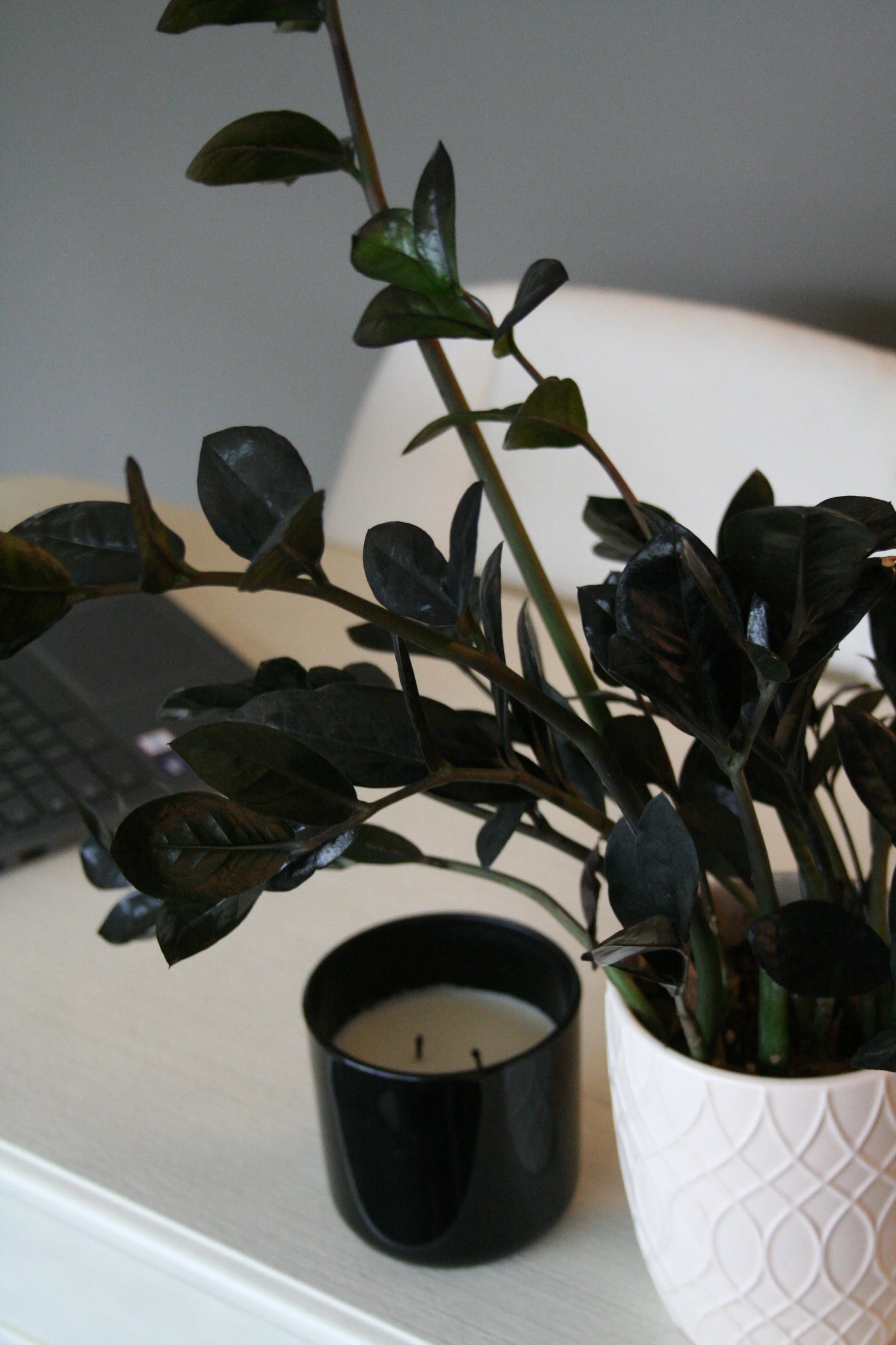 A potted dark-leaved plant in a white pot, placed on a white surface with a black candle holder beside it.