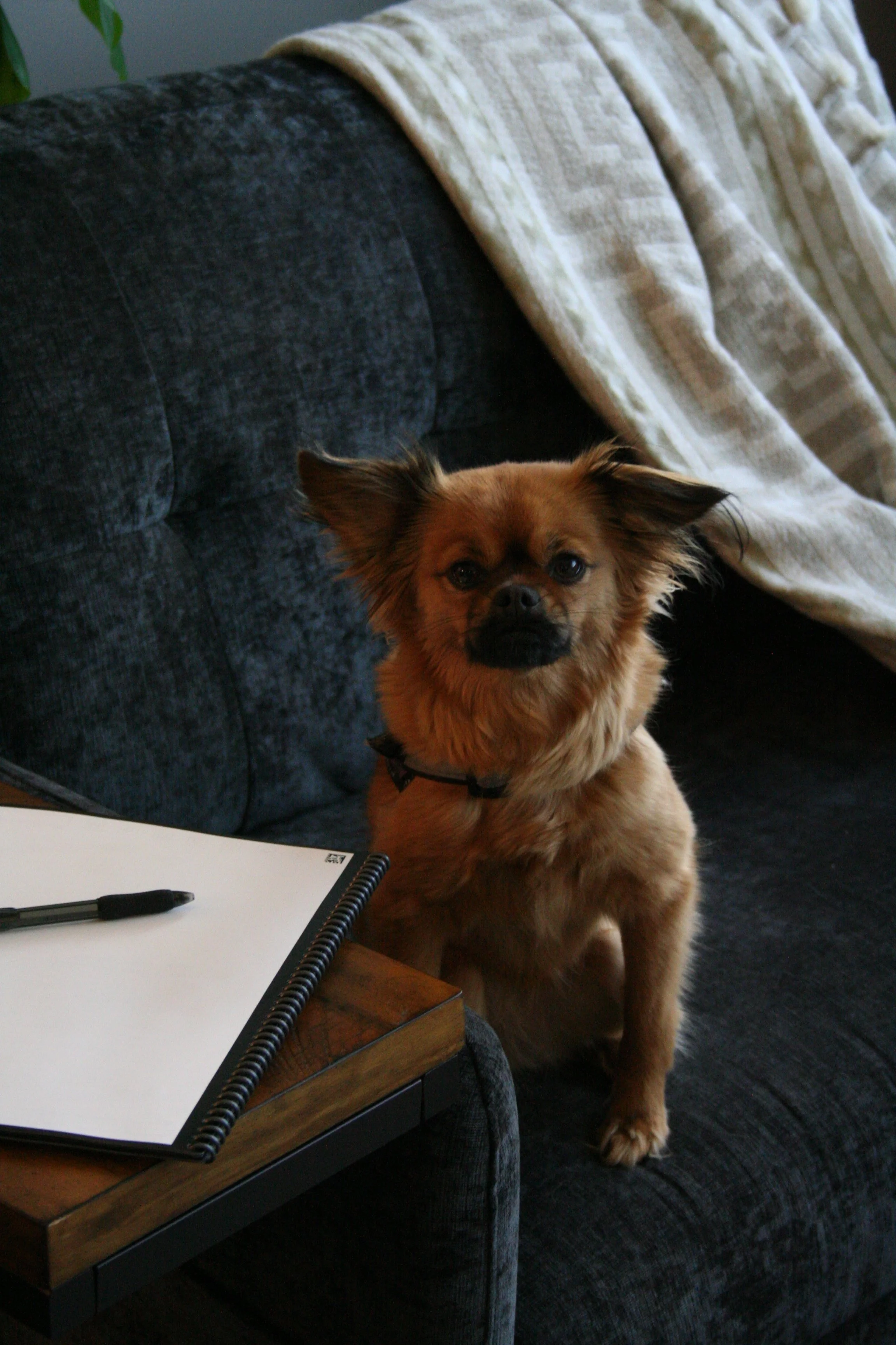 A small brown dog with pointed ears sitting on a dark grey couch, looking at the camera. A white notebook with a pen and a book are on a wooden table in front of the dog. A beige and white striped blanket is draped over the back of the couch, and part of a green plant is visible in the top left corner.