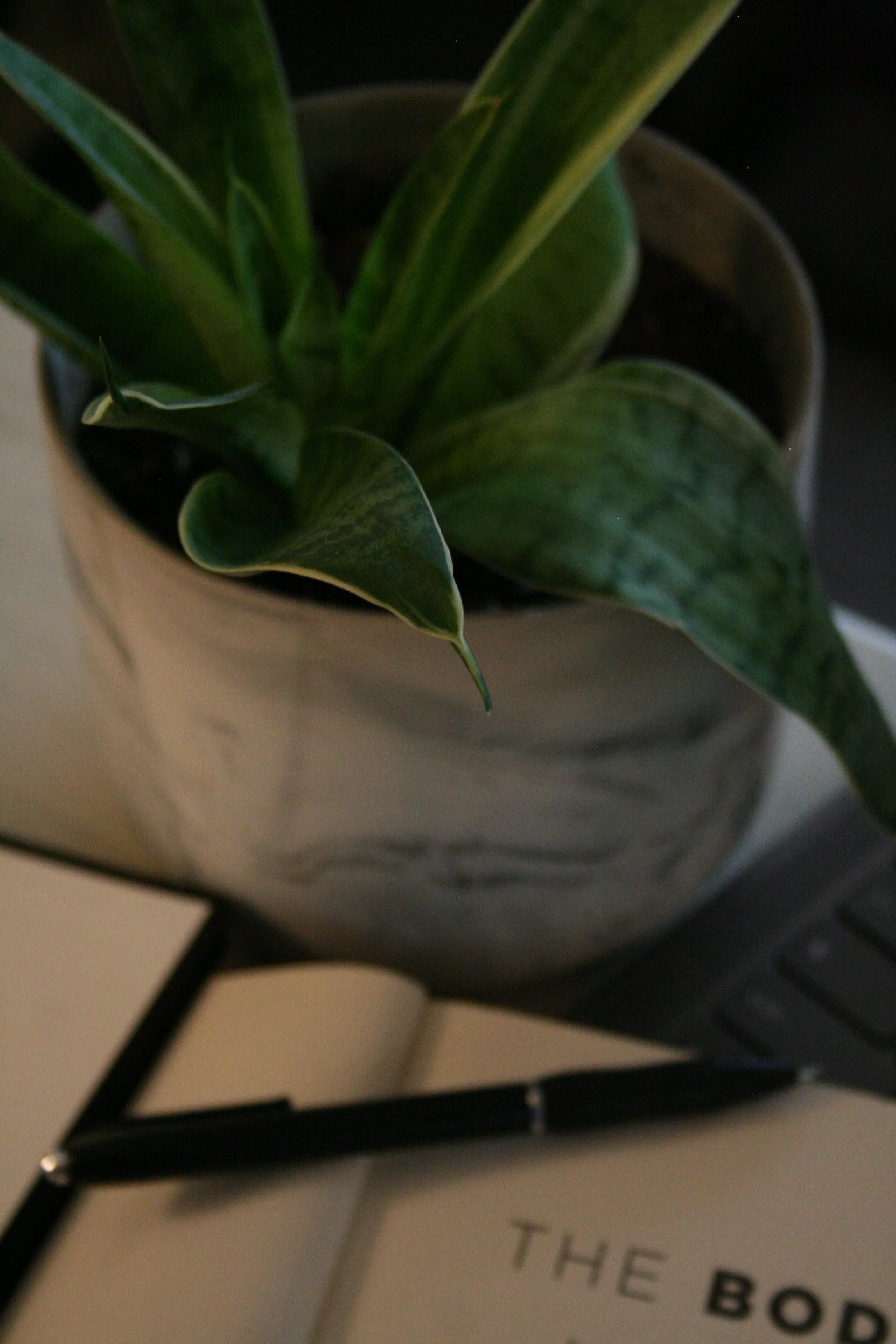 Close-up view of a potted plant with green leaves, placed on a table near a laptop and a piece of paper with typed text.