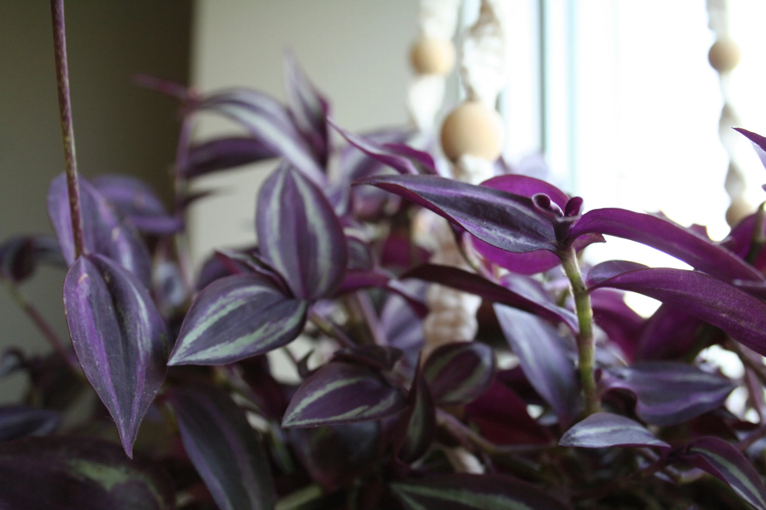 Close-up of purple and green variegated leaves of a houseplant near a window with hanging cream-colored decorations.