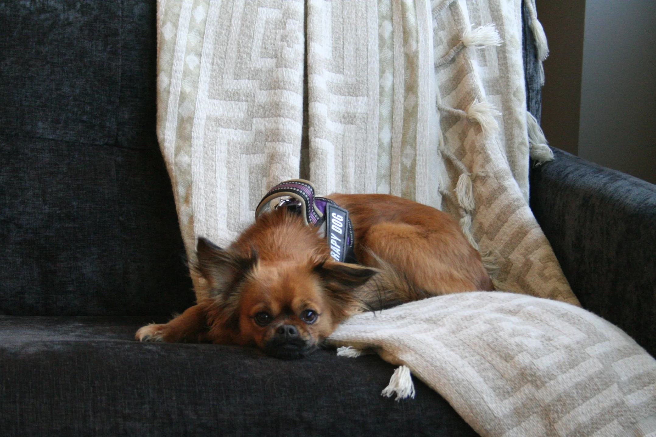 A small brown dog with a black face lying on a beige blanket on a dark gray sofa, with a decorative beige and white woven throw blanket draped over the back of the sofa.
