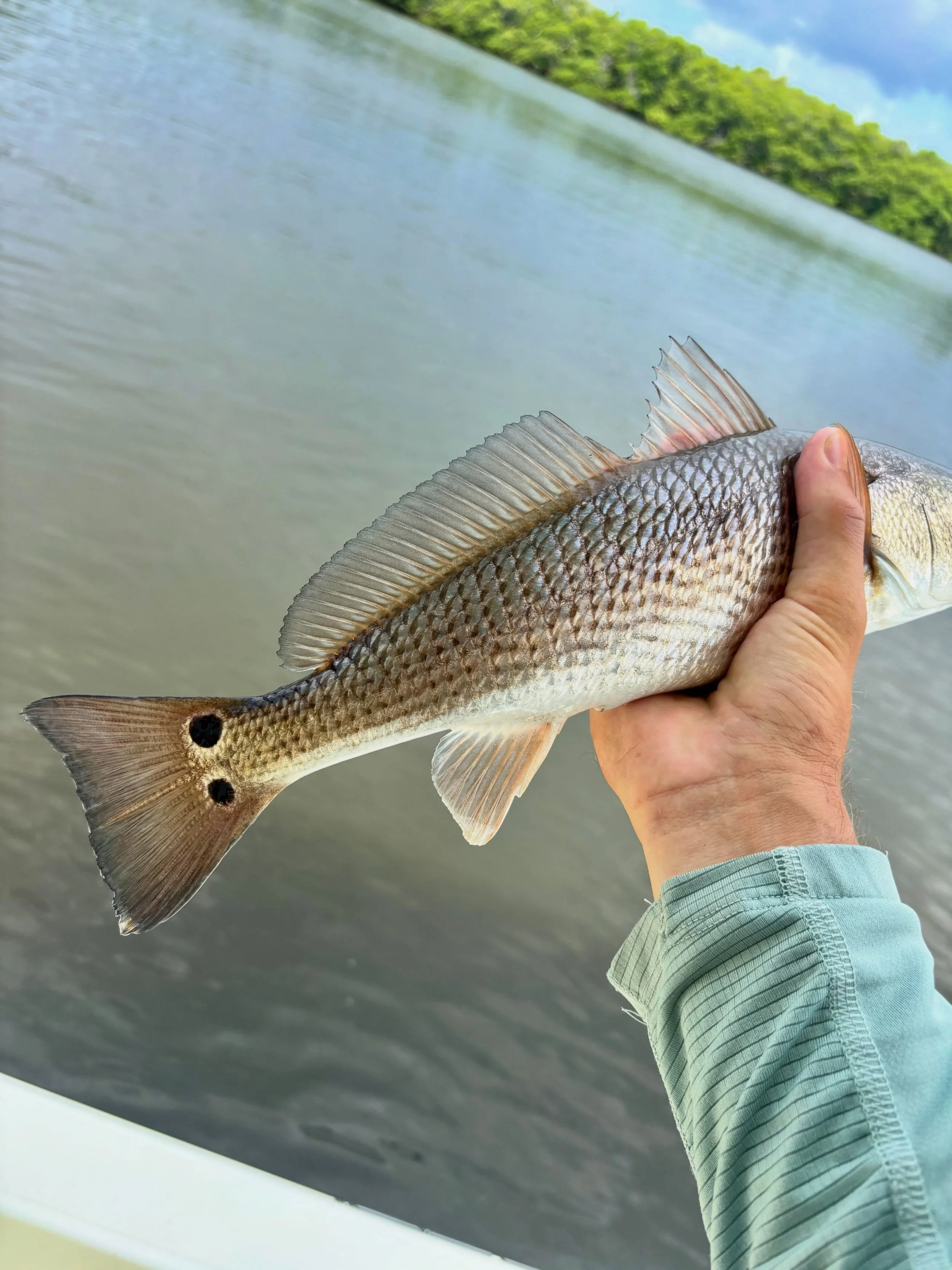 Are you Red-y for it?

📍Tampa Bay | St. Pete
🎣 Inshore Fishing
📖 Divinefishingcharters.com