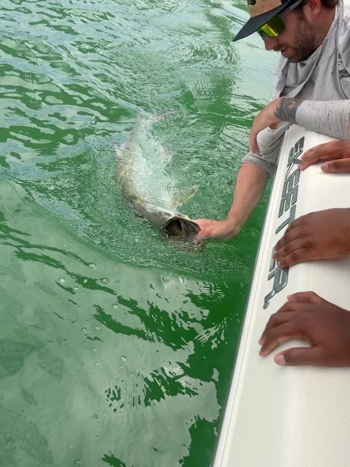 It&rsquo;s Tarpon Time!
 📍Tampa Bay | St. Pete
🎣 Inshore Fishing
📖 divinefishingcharters.com