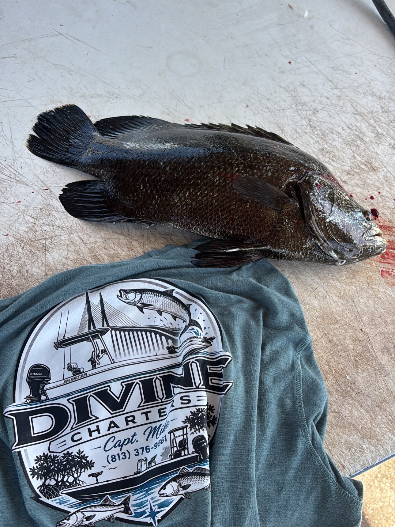 All in a weeks work! Book with us today 🐡
📍Tampa Bay | St. Pete
🎣 Inshore Fishing
📖 Divinefishingcharters.com