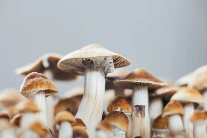 What People Get Wrong About Psilocybin