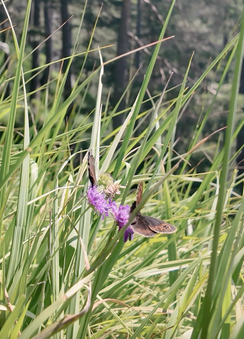 A butterfly on a purple wildflower amidst tall green grass with a blurred forest background.