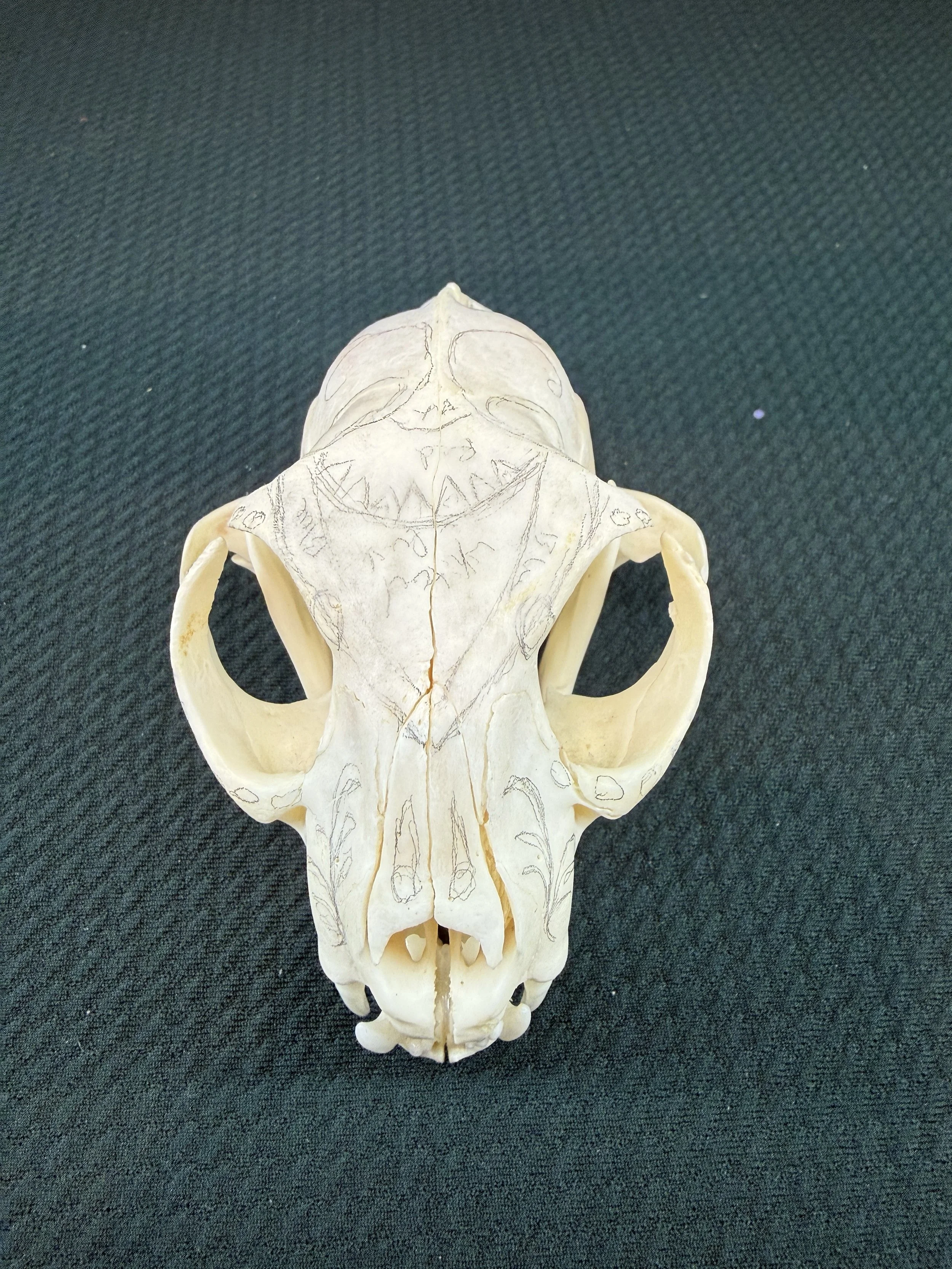 Cat skull - pre-draw.jpg