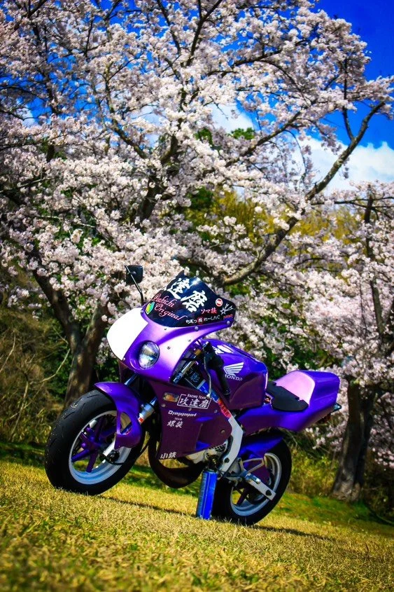 A purple sport motorcycle parked on grass with a backdrop of cherry blossom trees in full bloom under a bright blue sky.