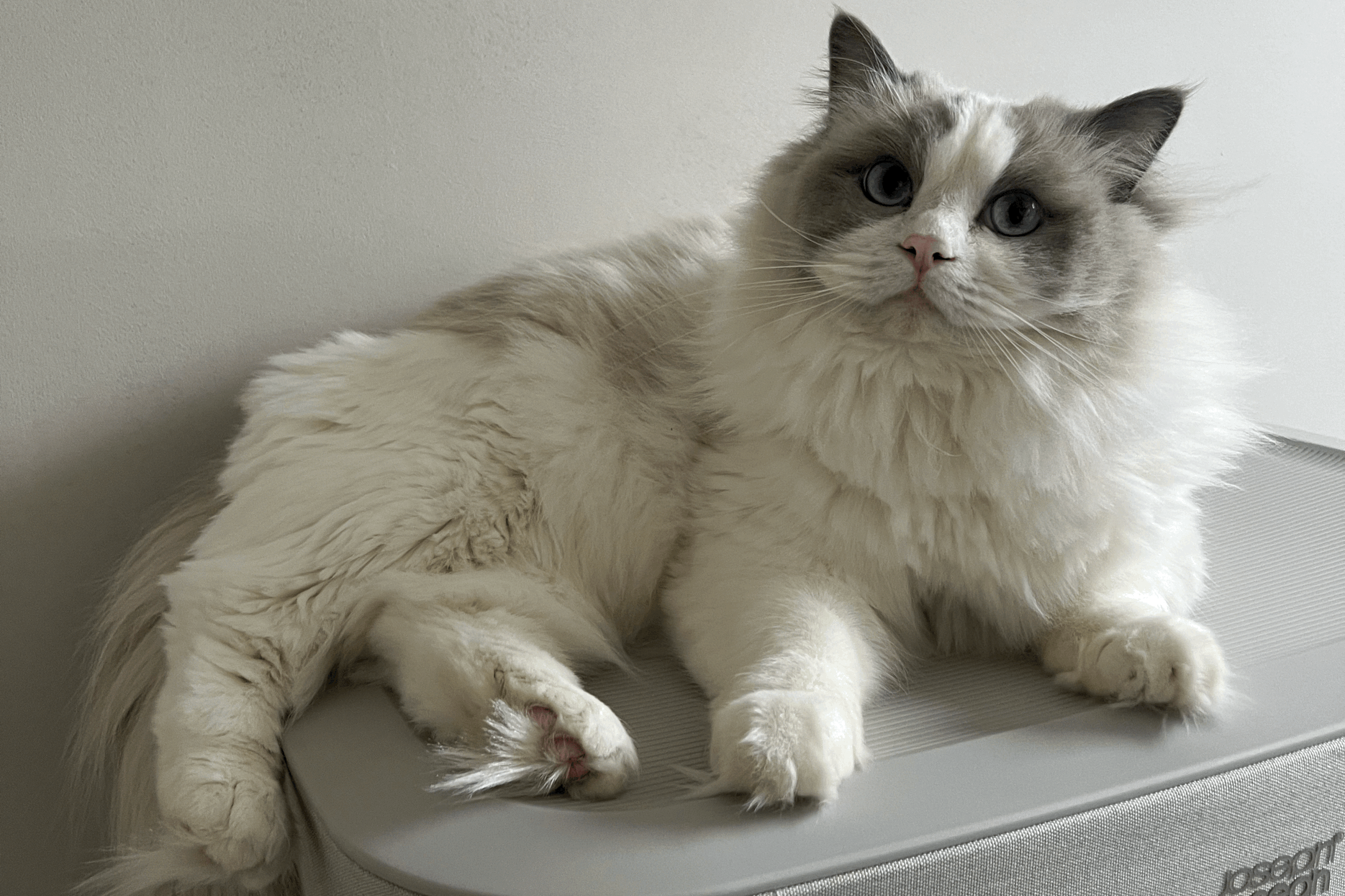 cat sitter vs cattery: which is better for your cat?