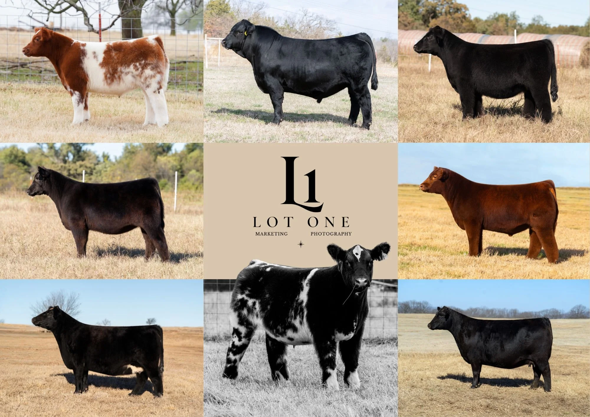 Lot One Marketing & Photography, livestock photographer