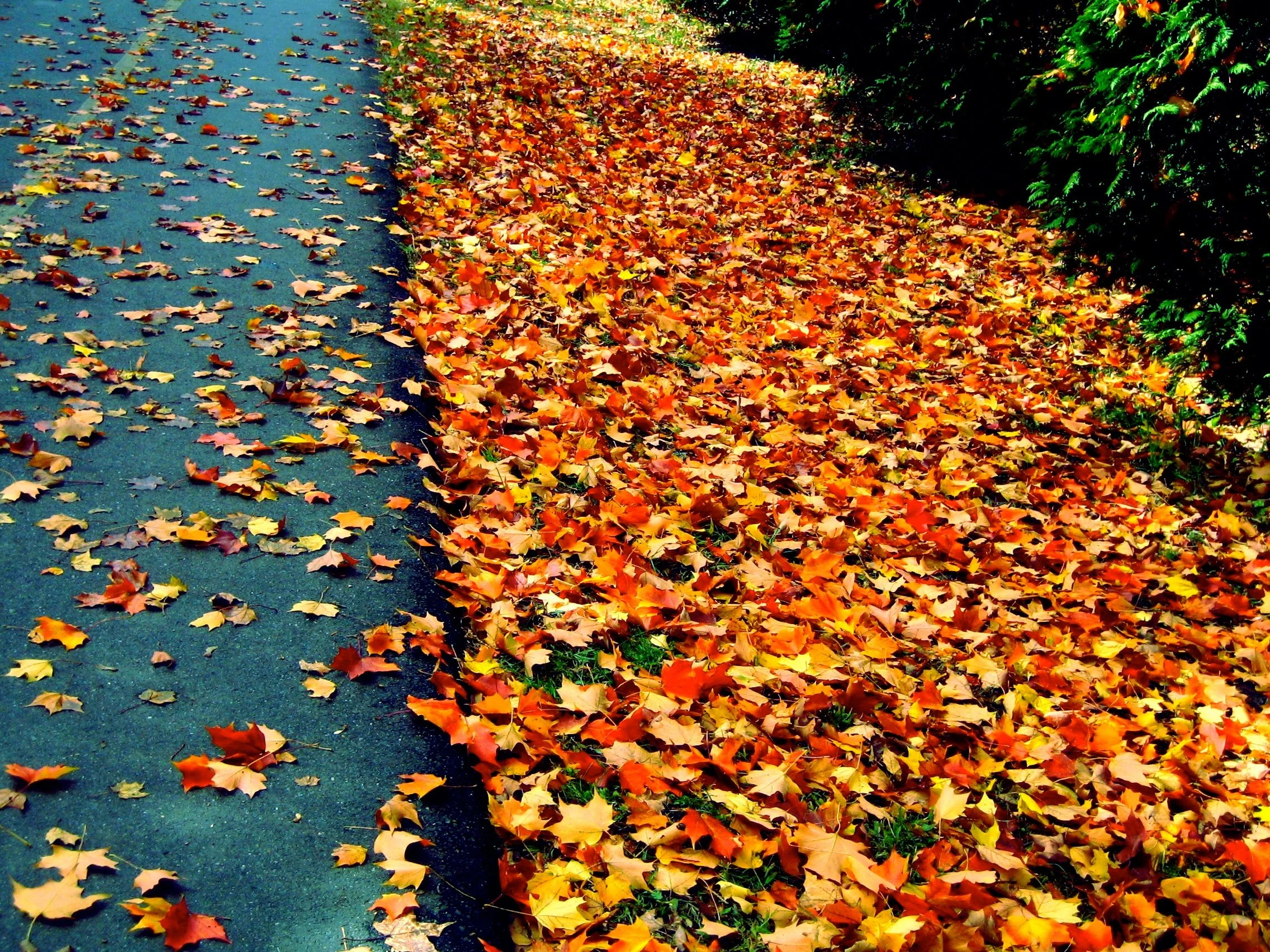 A paved pathway covered with fallen autumn leaves next to green bushes with some sunlight.