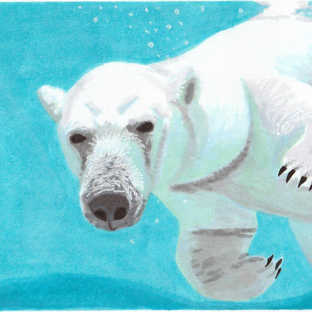 Illustration eines Eisbären, der im Wasser schwimmt und zur Kamera blickt.