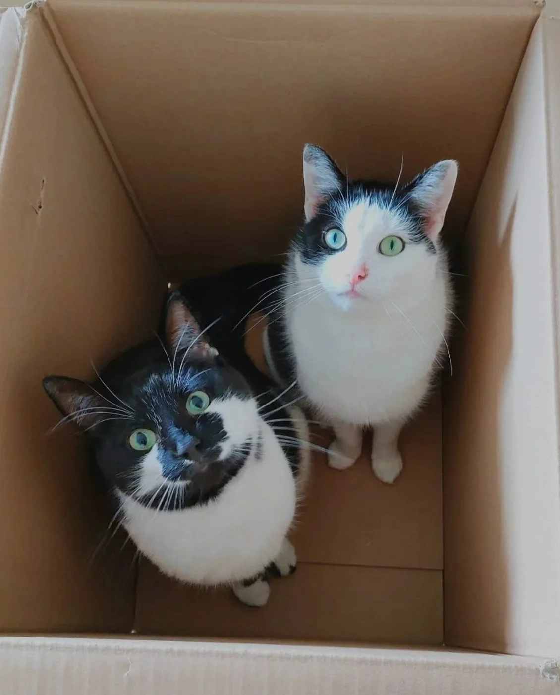 Zwei schwarz-weiße Katzen sitzen in einer braunen Pappschachtel, beide schauen nach oben.