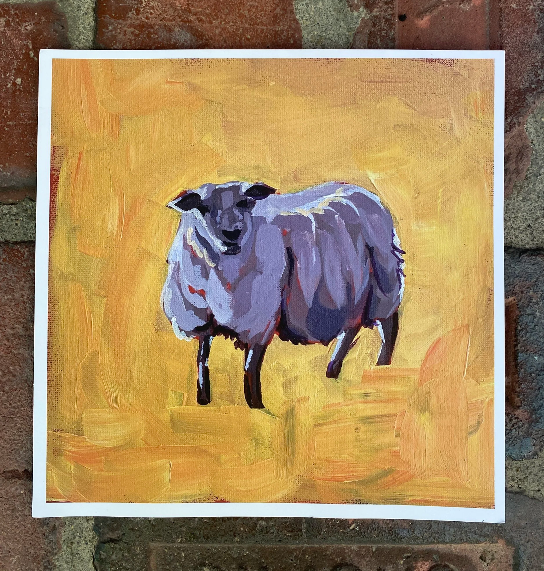 Sheep Stare