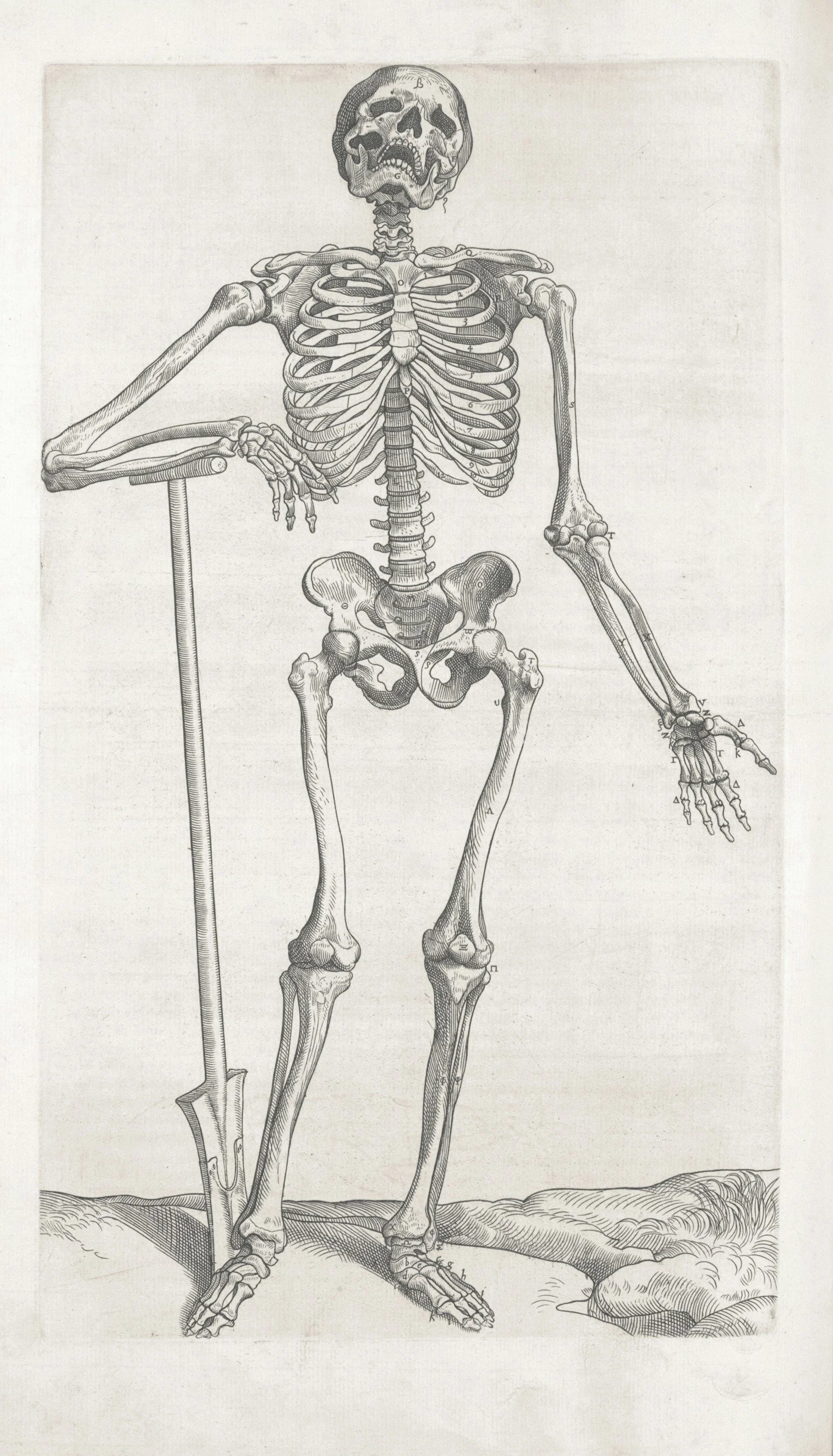 protein for healthy bones